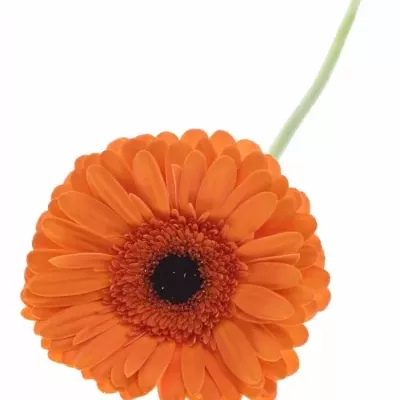 Gerbera GR CAPELLA