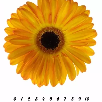 GERBERA GR CATWALK