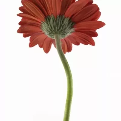 Gerbera GR CENTURION