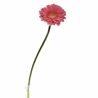 Gerbera GR CHER 10cm