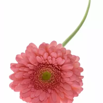 Gerbera GR CHER 10cm