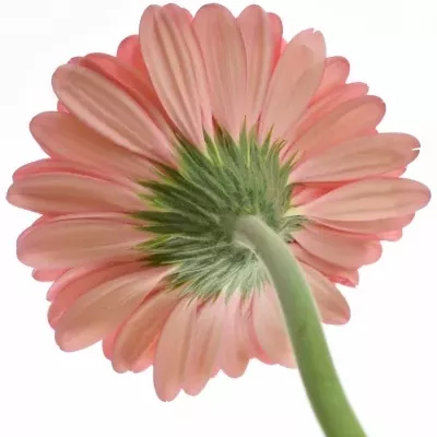 Gerbera GR CHER 10cm