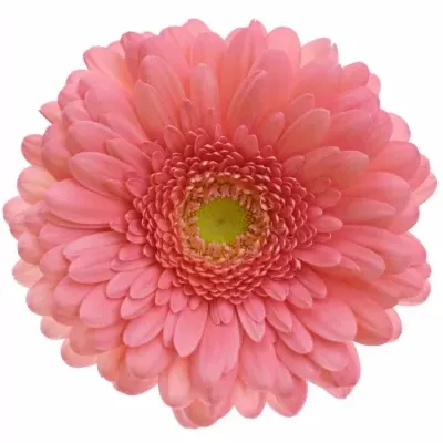 Gerbera GR CHER 10cm