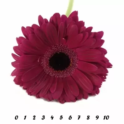 Gerbera GR CLASICO