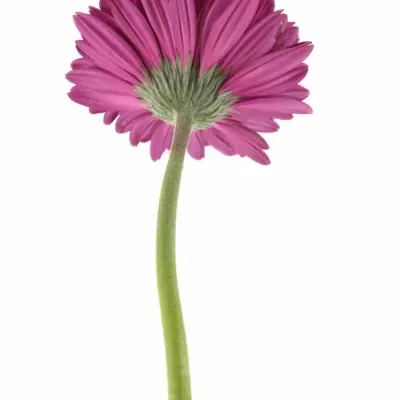 Gerbera GR CLASICO