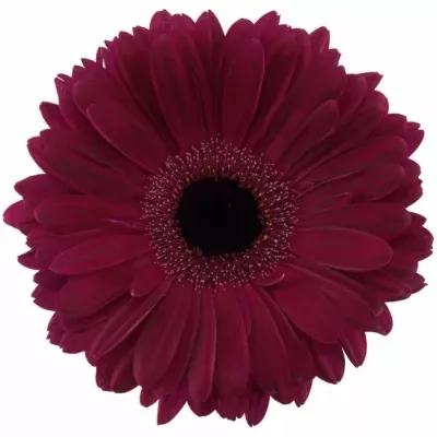 Gerbera GR CLASICO