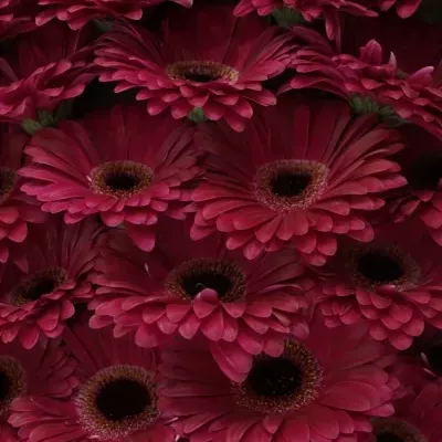 Gerbera GR CLASICO