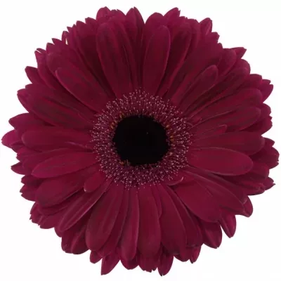 Gerbera GR CLASICO