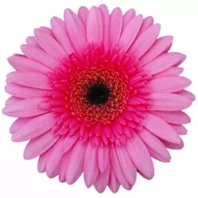 Gerbera GR CLAUDIA 10cm