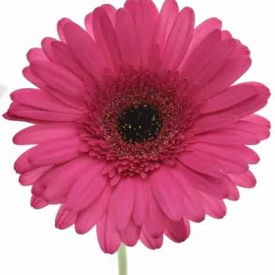 Gerbera GR CLEOPATRA 10cm