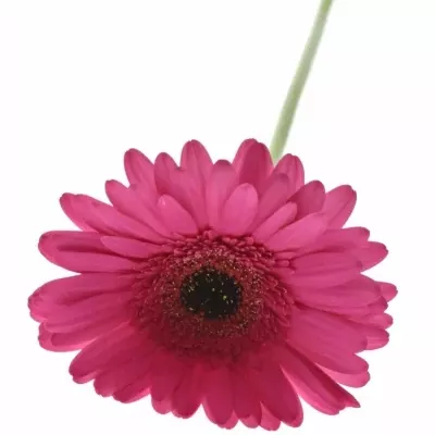 Gerbera GR CLEOPATRA 10cm