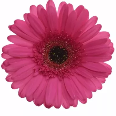 Gerbera GR CLEOPATRA 10cm