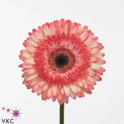 Gerbera GR COCKTAIL