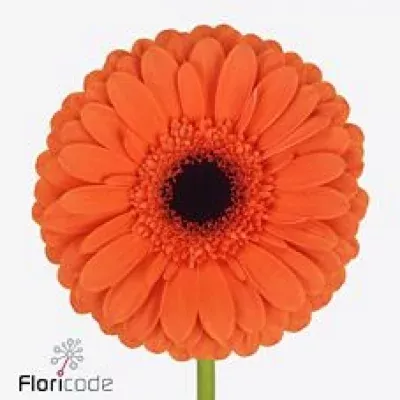 Gerbera GR CONTIGO