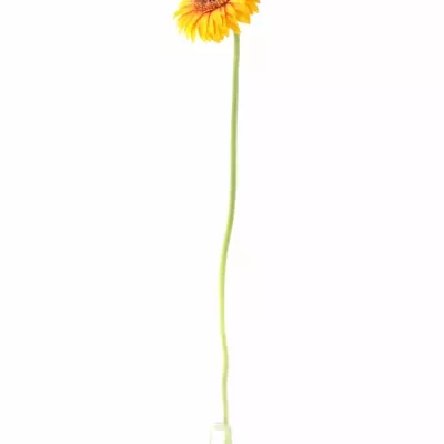 Gerbera GR CORNICE