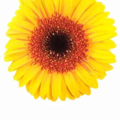 Gerbera GR CORNICE