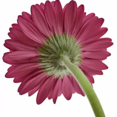 GERBERA GR CRANBERRY 10cm