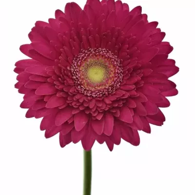 GERBERA GR CRANBERRY 10cm