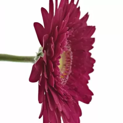 GERBERA GR CRANBERRY 10cm