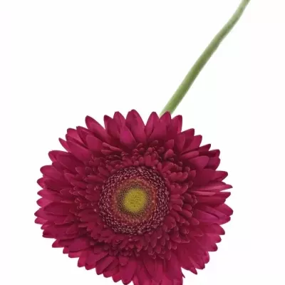 GERBERA GR CRANBERRY 10cm