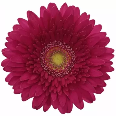 GERBERA GR CRANBERRY 10cm