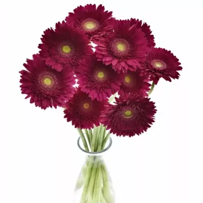 GERBERA GR CRANBERRY 10cm