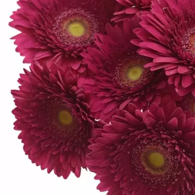 GERBERA GR CRANBERRY 10cm