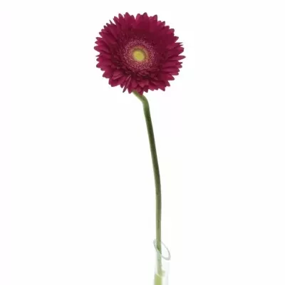 GERBERA GR CRANBERRY 10cm