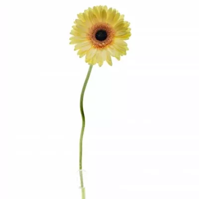 Gerbera GR CREAM BEACH 10cm