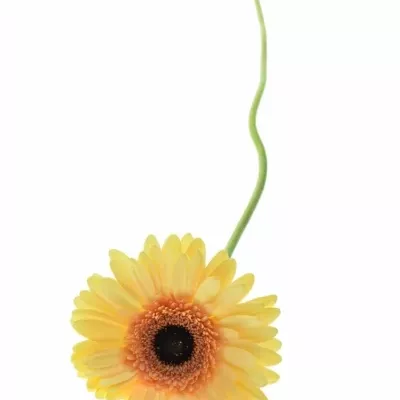 Gerbera GR CREAM BEACH 10cm