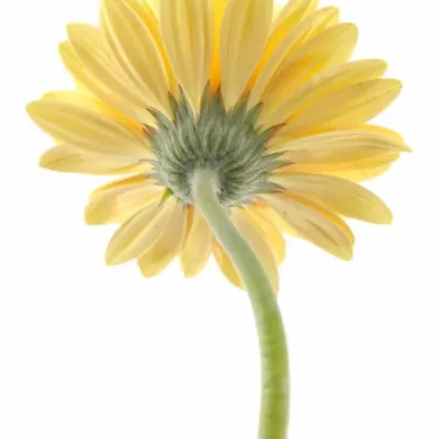 Gerbera GR CREAM EYE 10cm