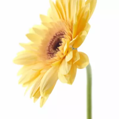 Gerbera GR CREAM EYE 10cm