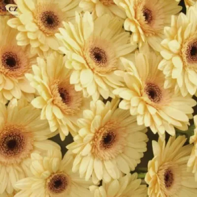 Gerbera GR CREAM EYE 10cm