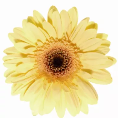 Gerbera GR CREAM EYE 10cm