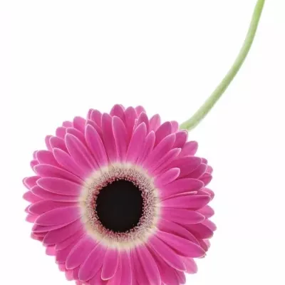 GERBERA GR CUBANITA