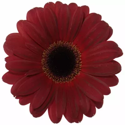 Gerbera GR DARK DIAMOND 