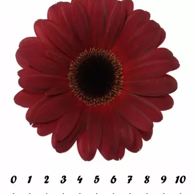 Gerbera GR DARK DIAMOND 