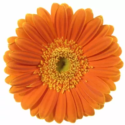 Gerbera GR DARTS 10cm