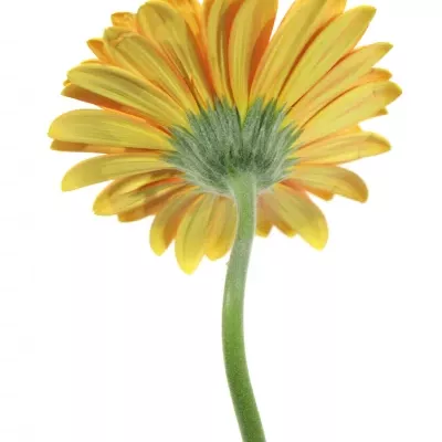 Gerbera GR DARTS 10cm