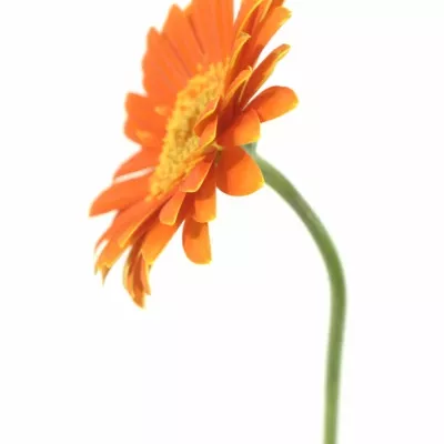 Gerbera GR DARTS 10cm