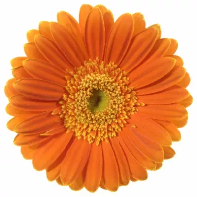 Gerbera GR DARTS 10cm