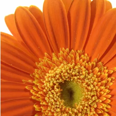 Gerbera GR DARTS 10cm