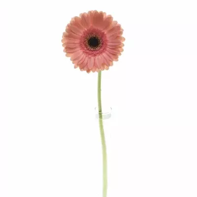 Gerbera GR DEBUT 10cm