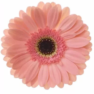 Gerbera GR DEBUT 10cm