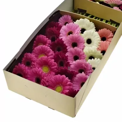 Gerbera GR DIAGONAAL GEM LILA