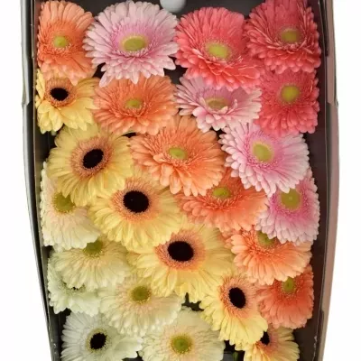 Gerbera GR DIAGONAAL GEM PASTEL