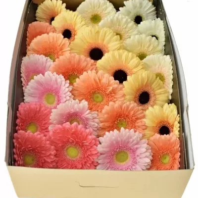 Gerbera GR DIAGONAAL GEM PASTEL