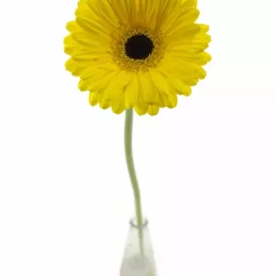 Gerbera GR DON LEO