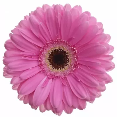 Gerbera GR DREAMER 10cm