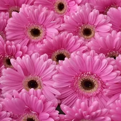 Gerbera GR DREAMER 10cm